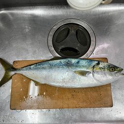 ハマチ