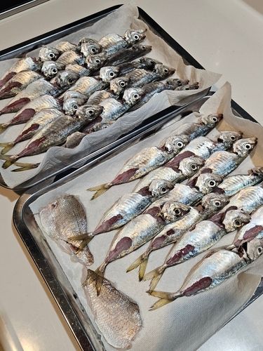 アジの釣果