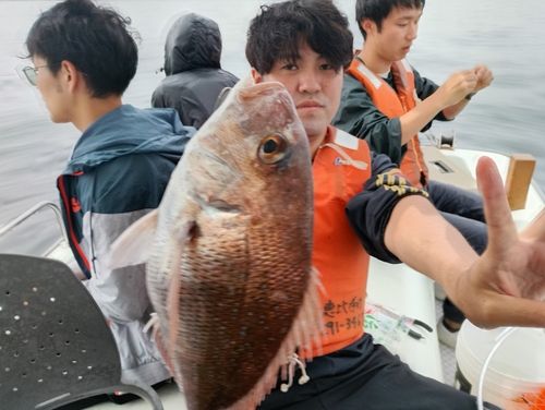 マダイの釣果