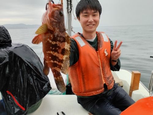 キジハタの釣果