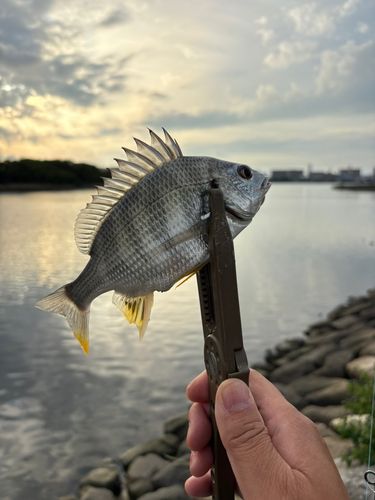 キビレの釣果