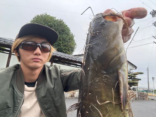 マナマズの釣果