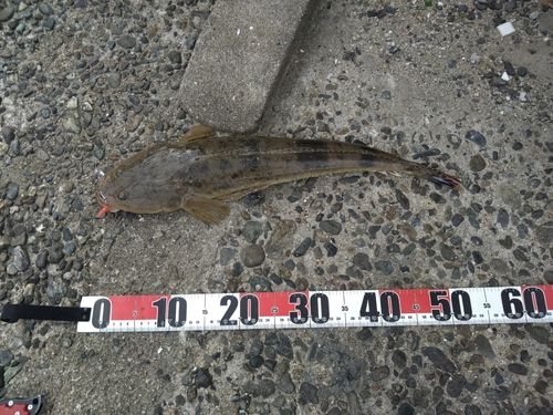 マゴチの釣果