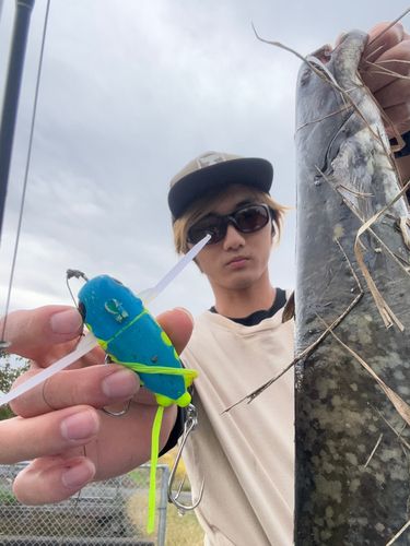 マナマズの釣果
