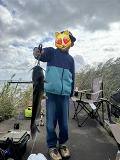 アメリカナマズの釣果