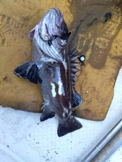 イシナギの釣果