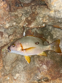 フエダイの釣果