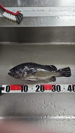 クロソイの釣果