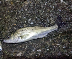 セイゴ（マルスズキ）の釣果