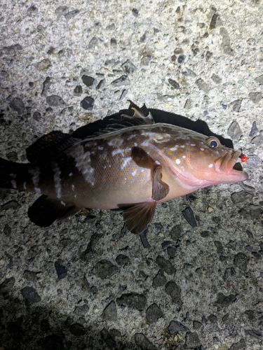 キジハタの釣果
