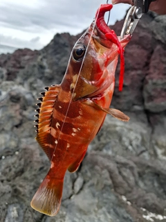 アカハタの釣果