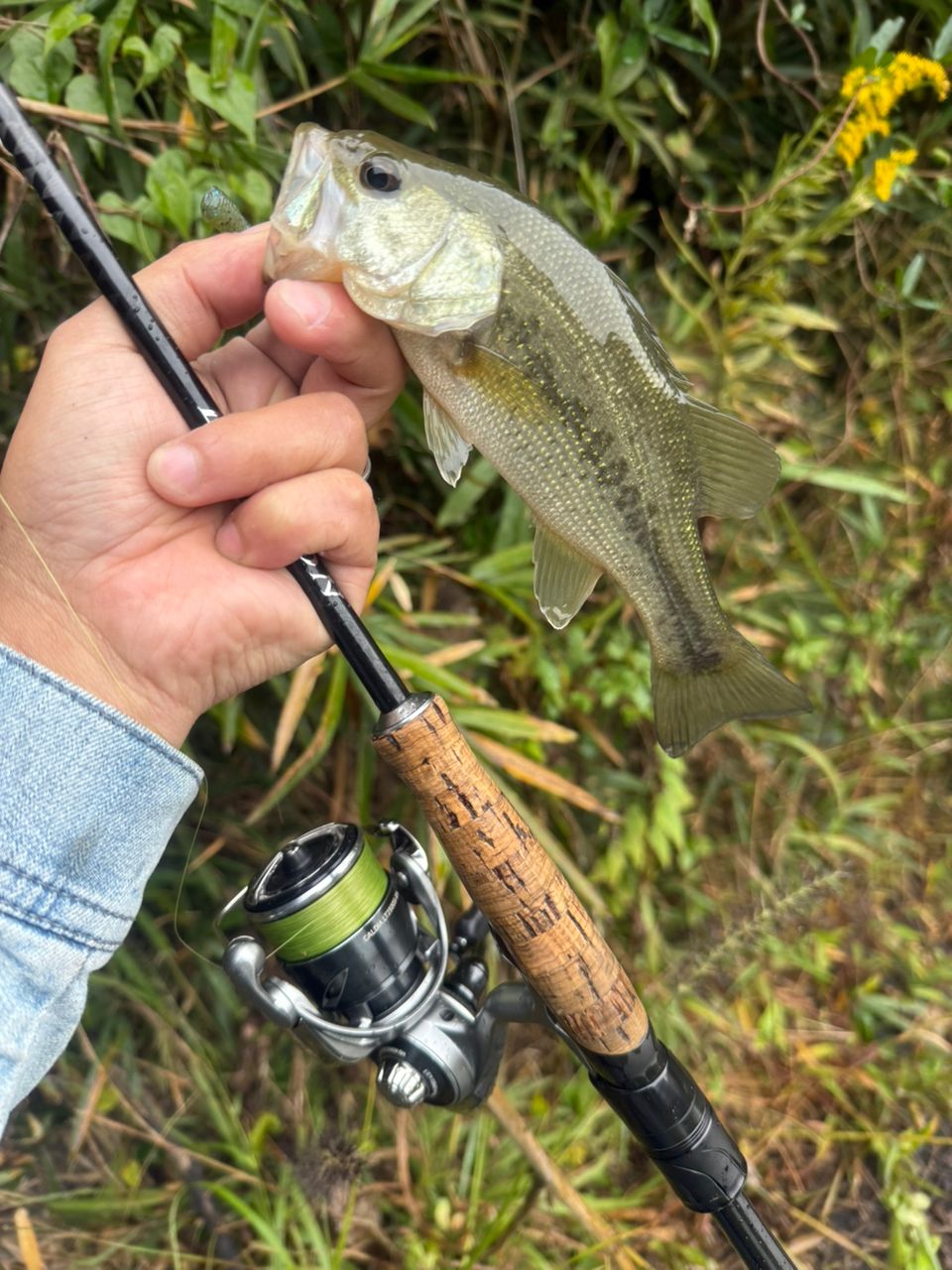 DAIWA 21ブレイゾン S63UL-2・STの最安値・インプレ・釣果 | 本音の