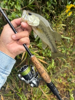 ラージマウスバスの釣果