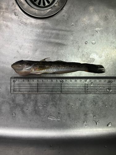 マハゼの釣果