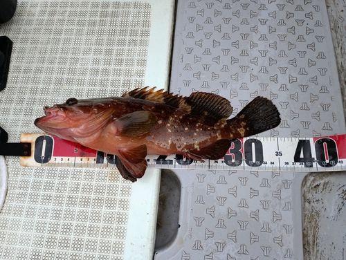 キジハタの釣果
