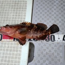 キジハタ