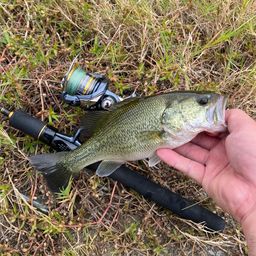 ラージマウスバス