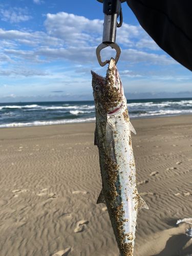 サゴシの釣果