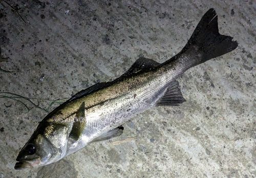 フッコ（マルスズキ）の釣果