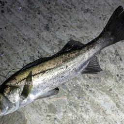 フッコ（マルスズキ）