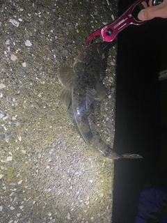 マゴチの釣果