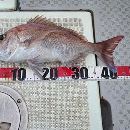 マダイ