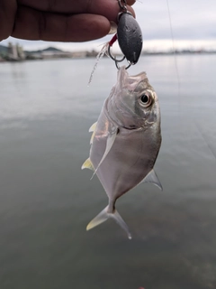 メッキの釣果