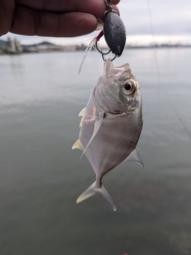 浦戸湾