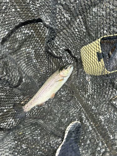 ニジマスの釣果