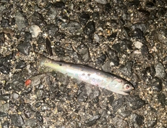 カタクチイワシの釣果