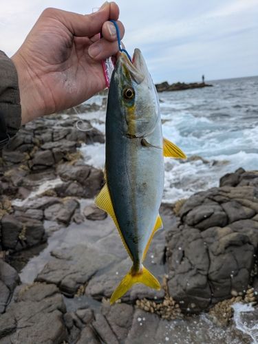 ヒラマサの釣果