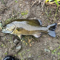 スモールマウスバス