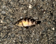 シロメバルの釣果