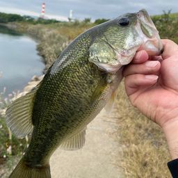 ラージマウスバス