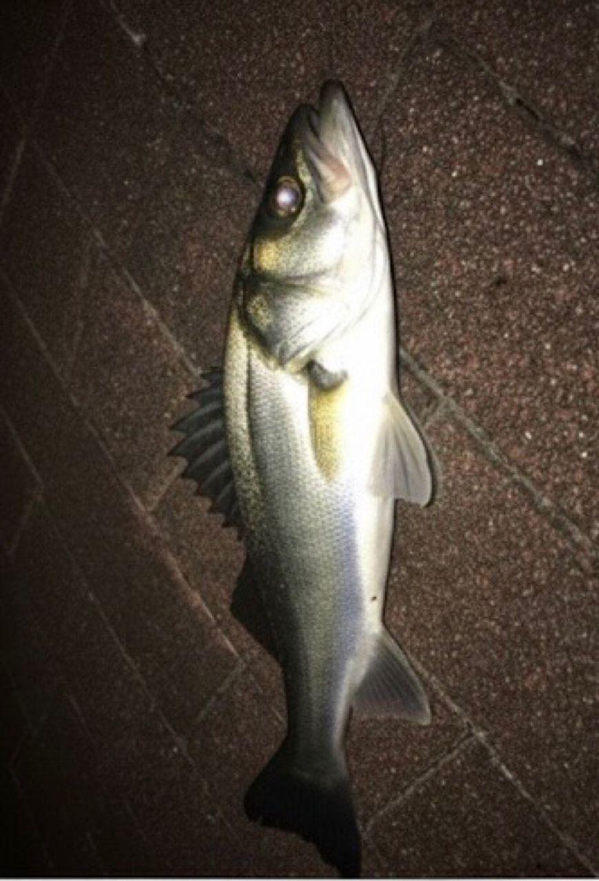 SHIMANO 23ディアルーナ B86MLの最安値・インプレ・釣果 | 本音の