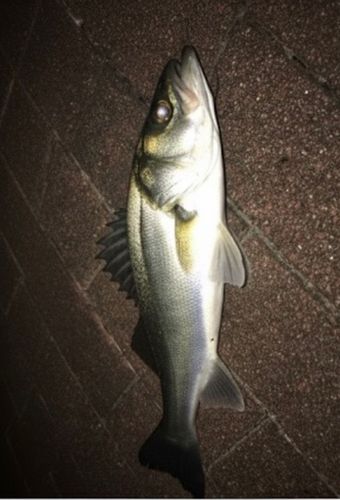 豊洲ぐるり公園