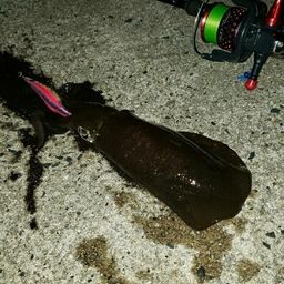アオリイカ