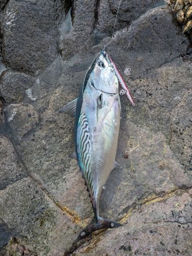 スマの釣果