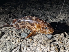 カサゴの釣果