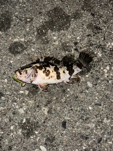 船越湾（岩手）