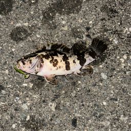 タケノコメバル