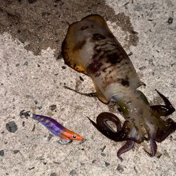 アオリイカ