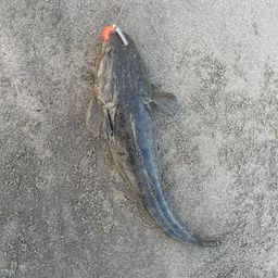 マゴチ