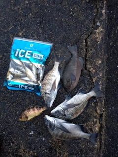 クロダイの釣果