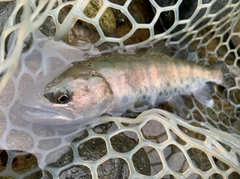ヤマメの釣果
