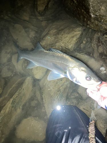 スズキの釣果