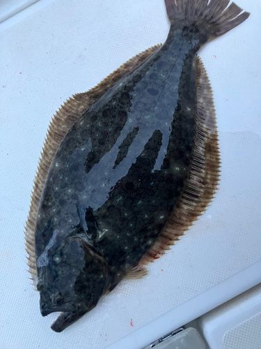 ヒラメの釣果