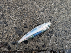 イワシの釣果