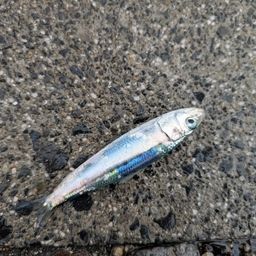 イワシ