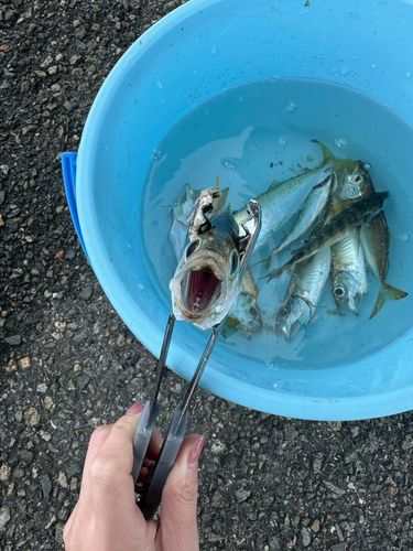 アジの釣果